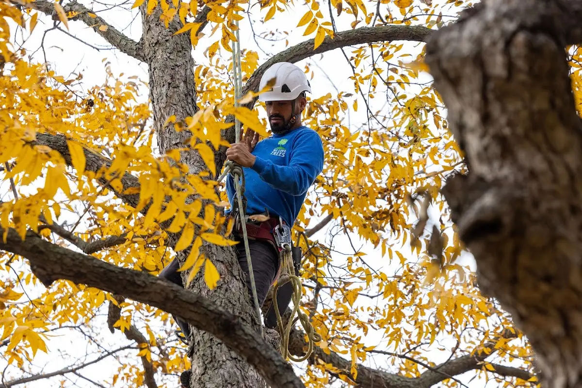 Skilled Tree Planting crew working in Elizabeth